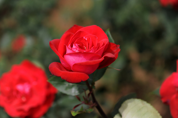 515 9 DSC_5471.jpg
